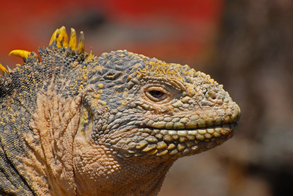 Santa Fé Land Iguana