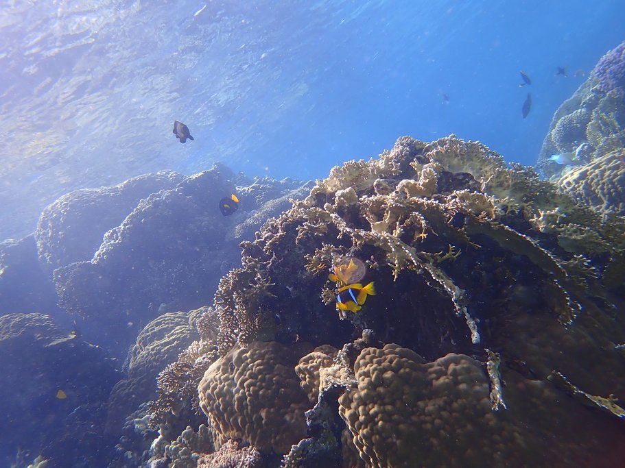 Beautiful coral in Eilat