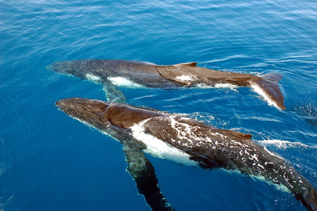 Humpback whales, QLD, Australia