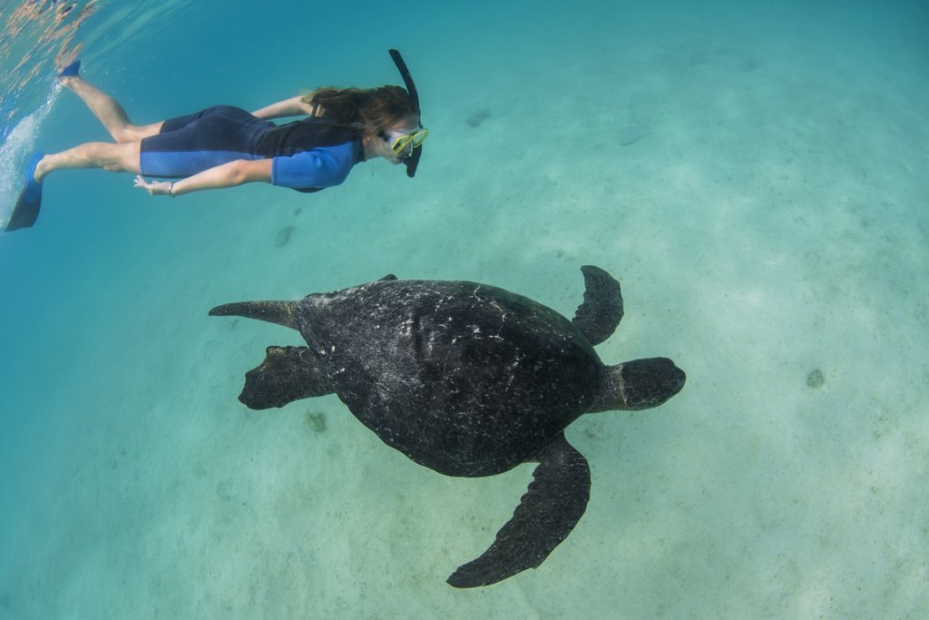 Snorkeling with a sea turtle