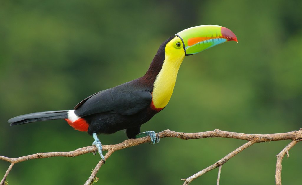 Keep an eye out for toucans