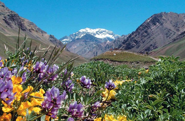 Colorful flowers with looming mountains behind