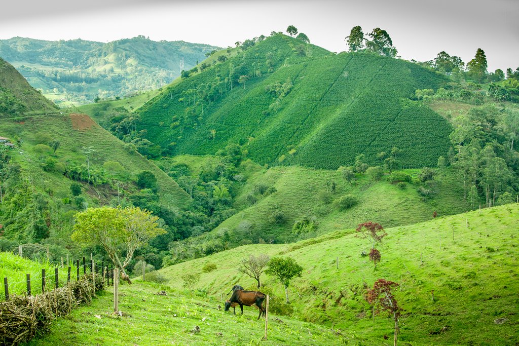 Coffee Fields in Colombias Coffee Triangle