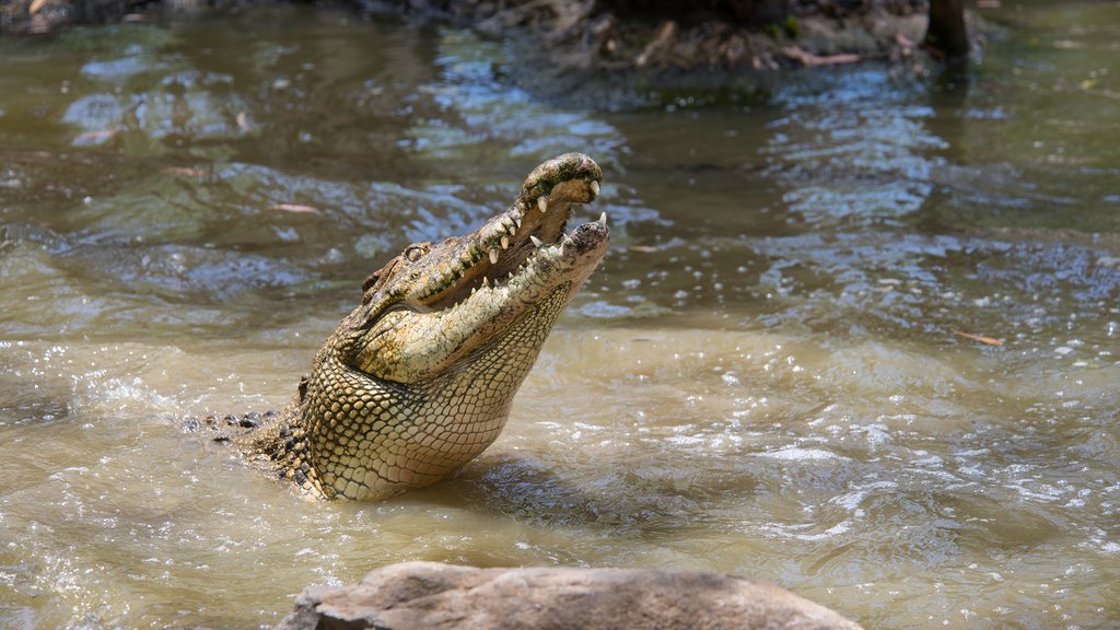 Visit Hartley's Crocodile Adventures