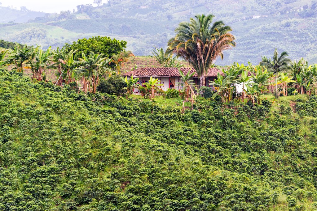 A traditional coffee farm in the Zona Cafetera.