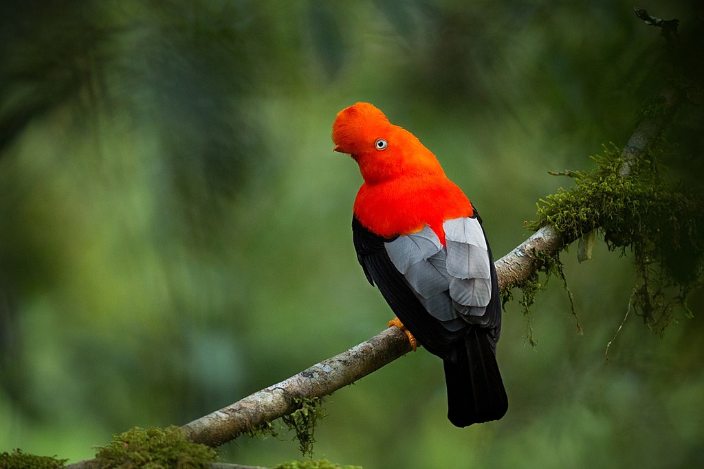 Cock-of-the-rock