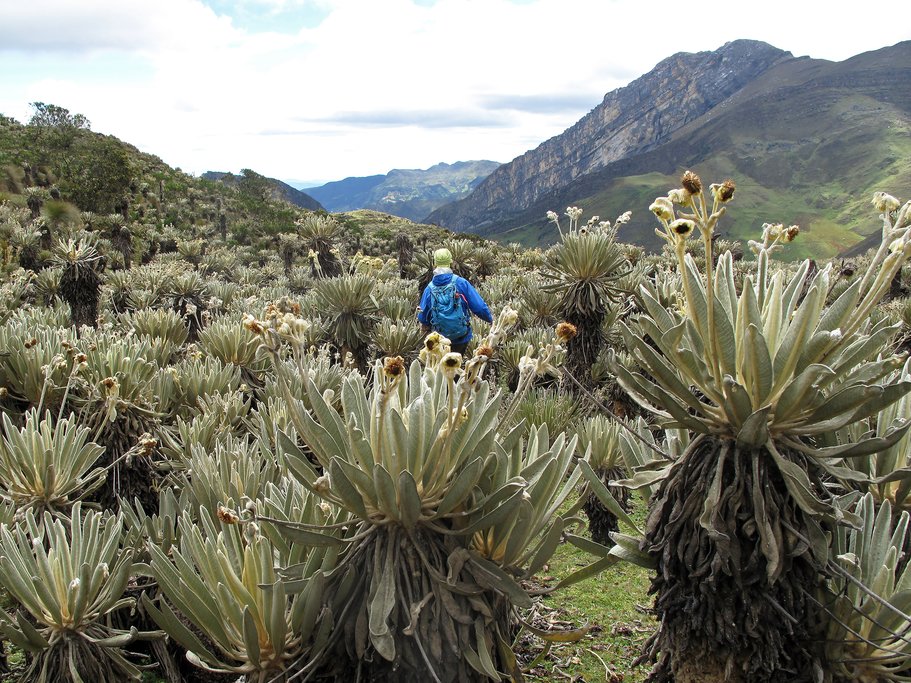 A hiker in El Cocuy.