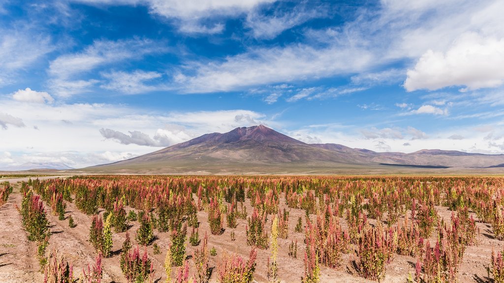 Quinoa fields on the way to La Paz