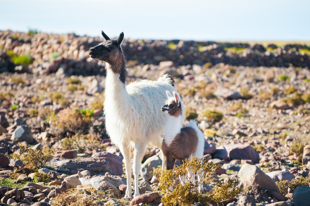 Llama and baby in Altiplano, Bolivia