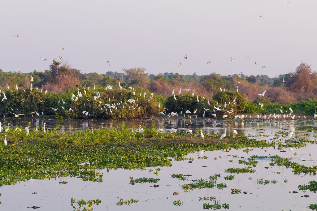 Birds in the Pantanal