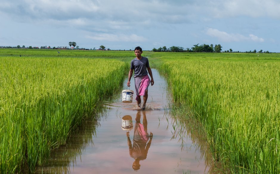 A farmer walks through the rice paddies