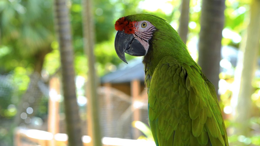 You might spot a green macaw on the riverbanks