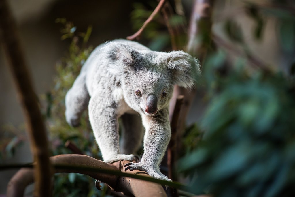 Koala, Kuranda Koala World, Australia