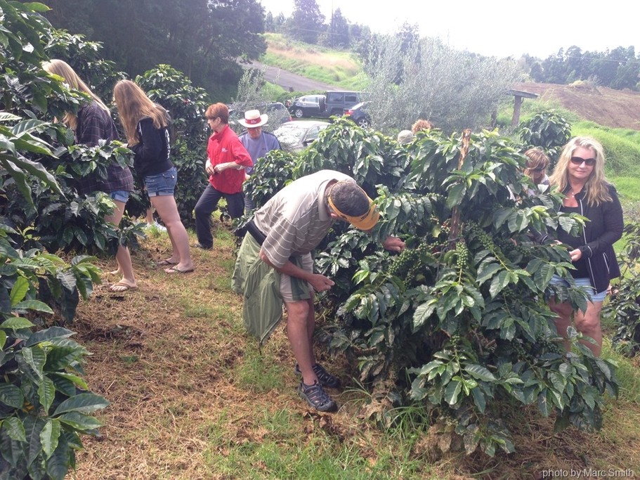Join the Don Juan Coffee Tour to learn about the crop