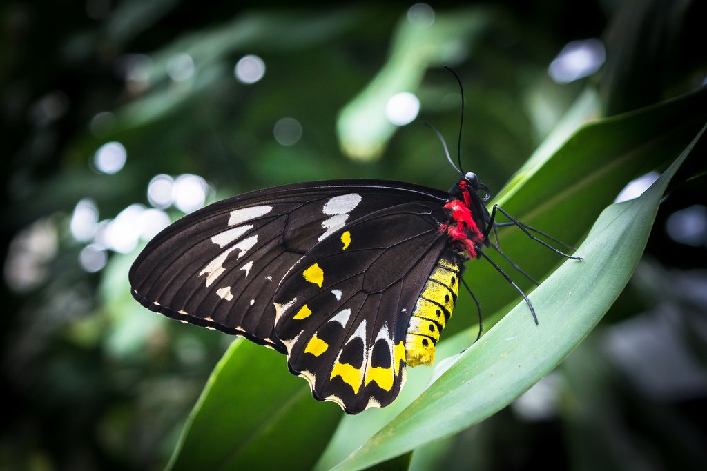 Explore the Australian Butterfly Sanctuary