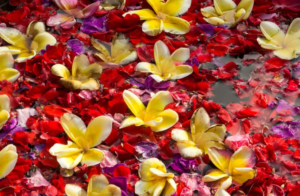 Frangipani Flower