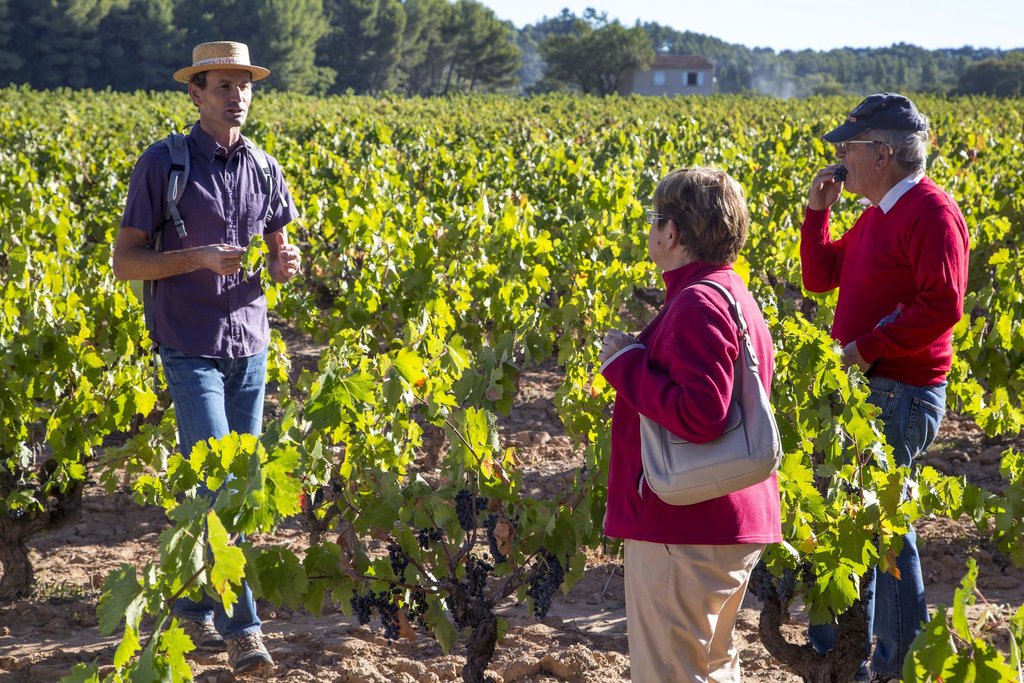 Vineyards in Loire Valley