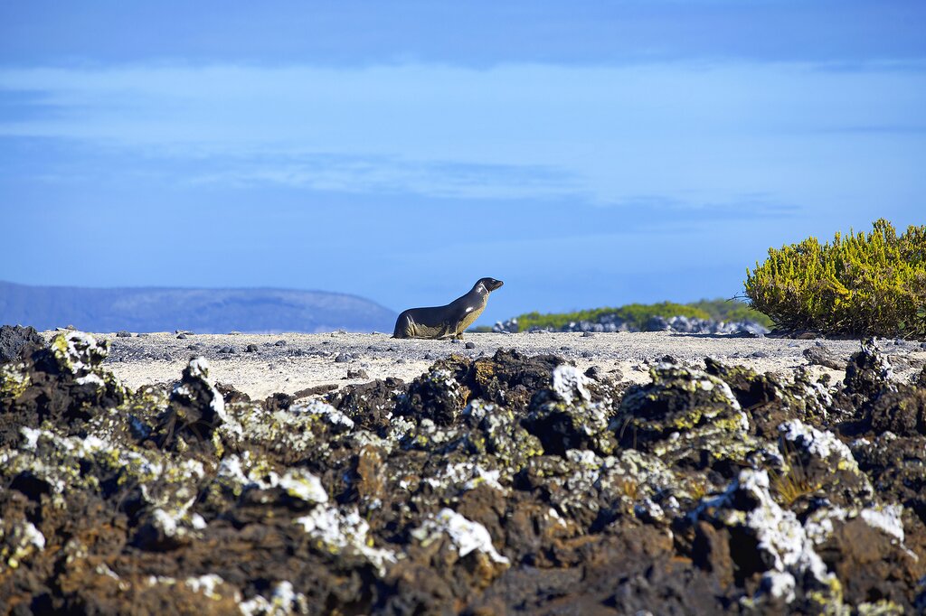 Sea lion walking on Las Tintoreras