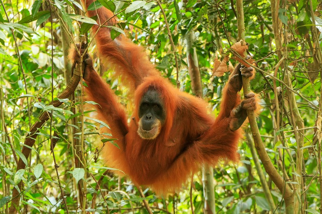 Search for orangutans 