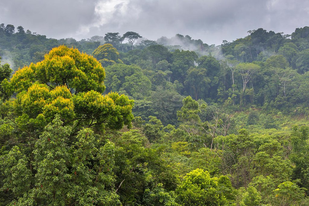 Epic views of primary rainforest on the ridge walk