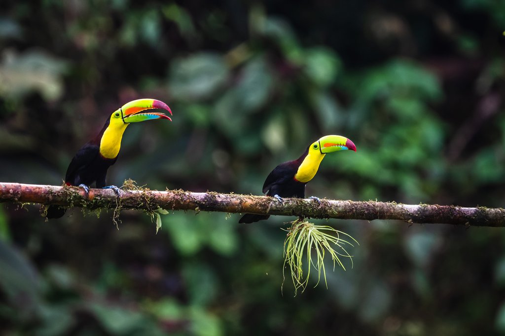 Vibrantly hued toucans on a tree branch in Costa Rica's jungle