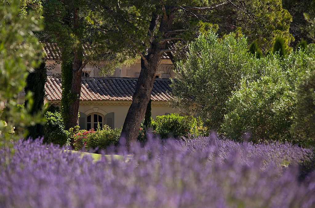 Lavender field