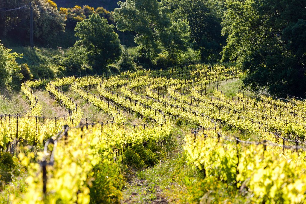 The vineyards of Châteauneuf-du-Pape