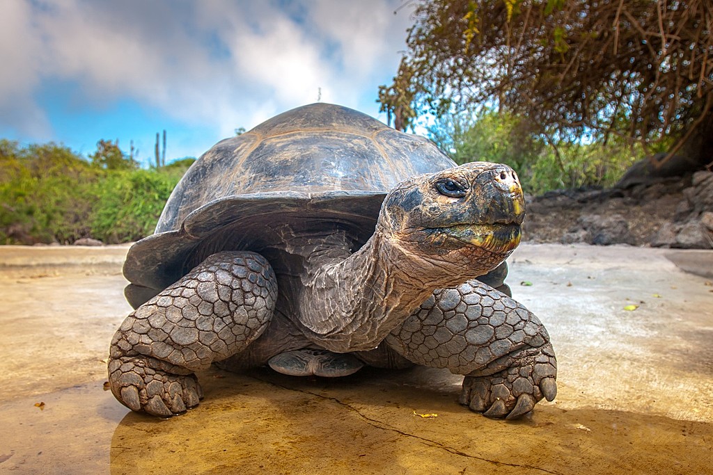 Giant Tortoise