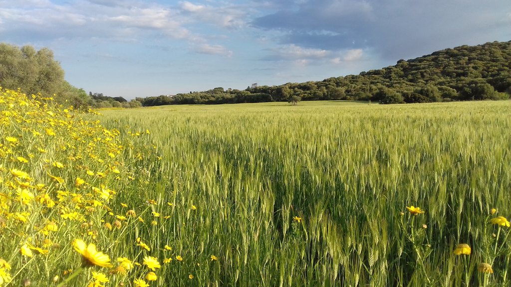 Wheat fields in Marmilla