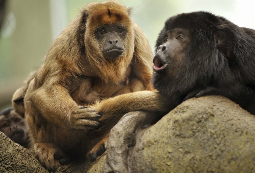 All four types of monkeys in Costa Rica, including howler monkeys, exist in Corcovado
