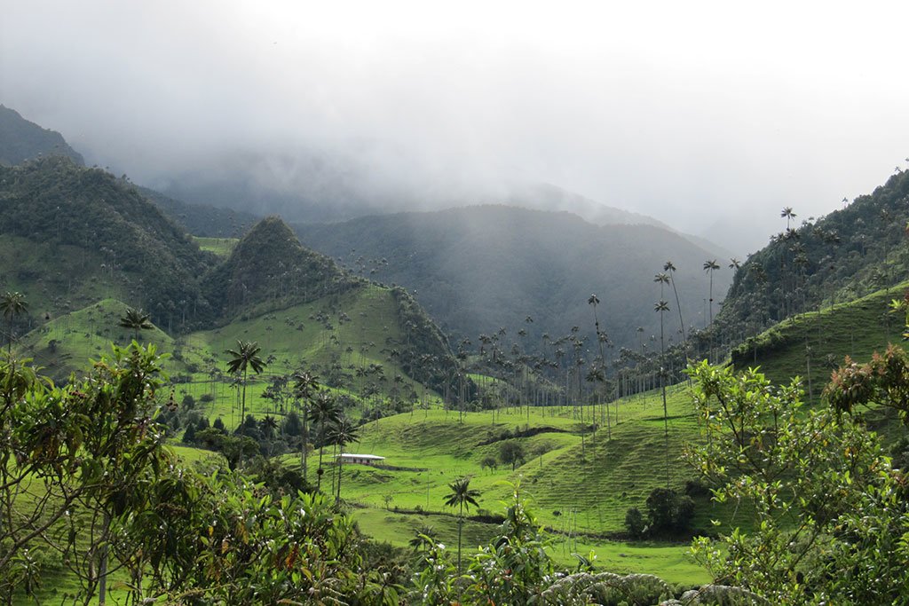 Cocora valley