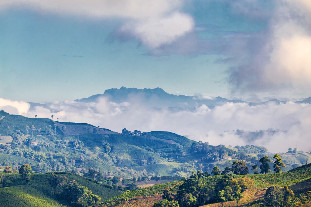A coffee plantation near Manizales