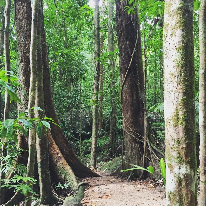 Daintree Rainforest