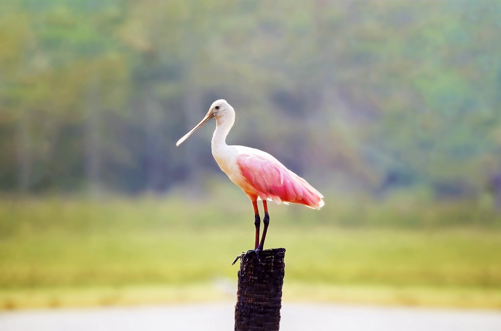 Platalea ajaja or colhereiro