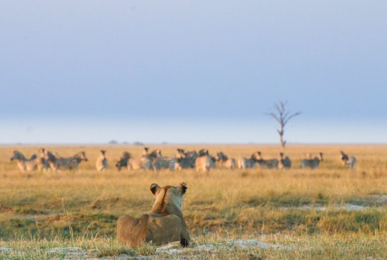 Botswana Family Safari: Chobe & Okavango Delta - 10 Days