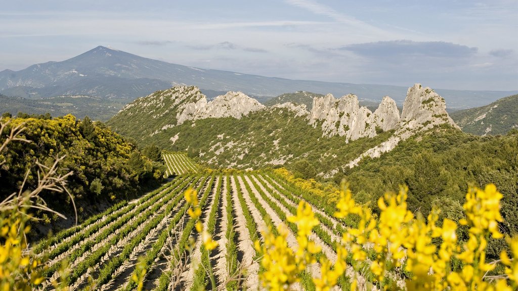 Vineyard in Gigondas