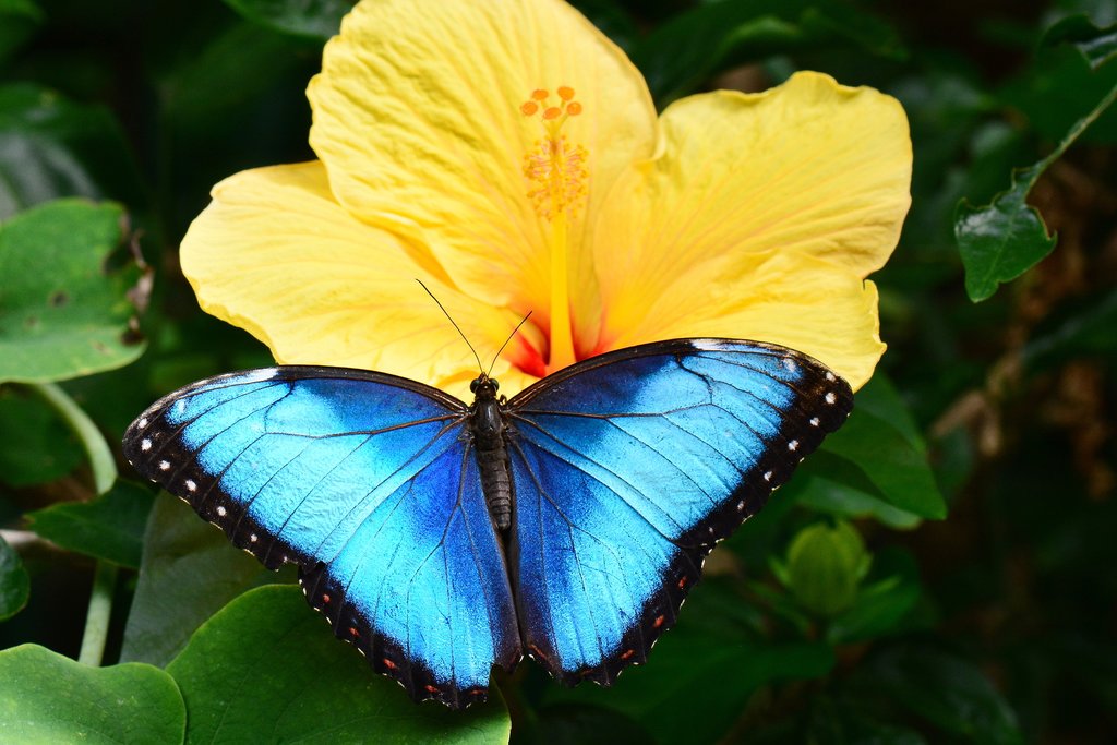 A Blue Morpho butterfly