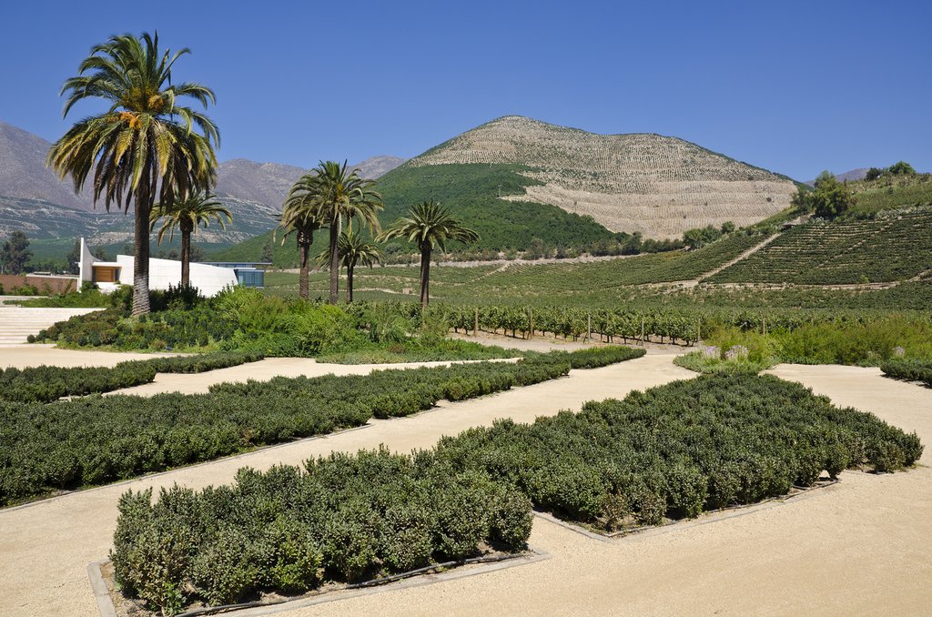 A vineyard setting in the Aconcagua Valley