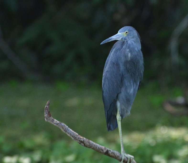 Blue heron
