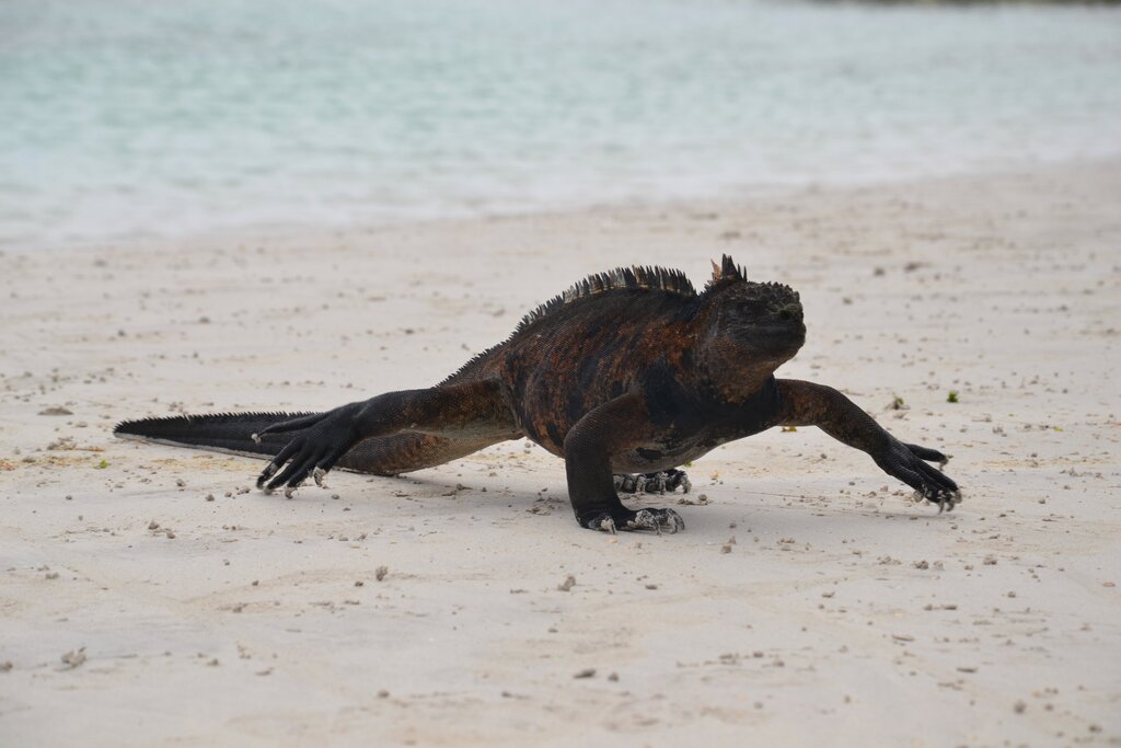 Marine iguanas at Tortuga Bay