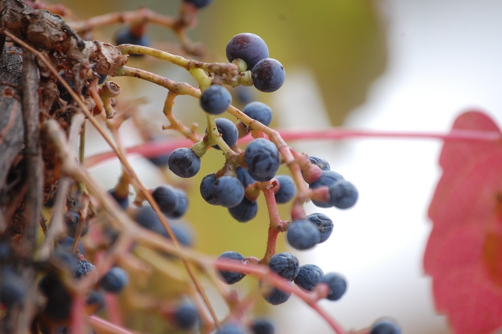 Grapes on the vine