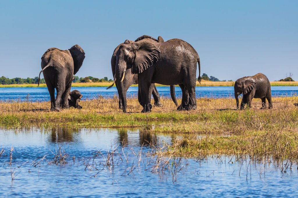 Chobe National Park Safari