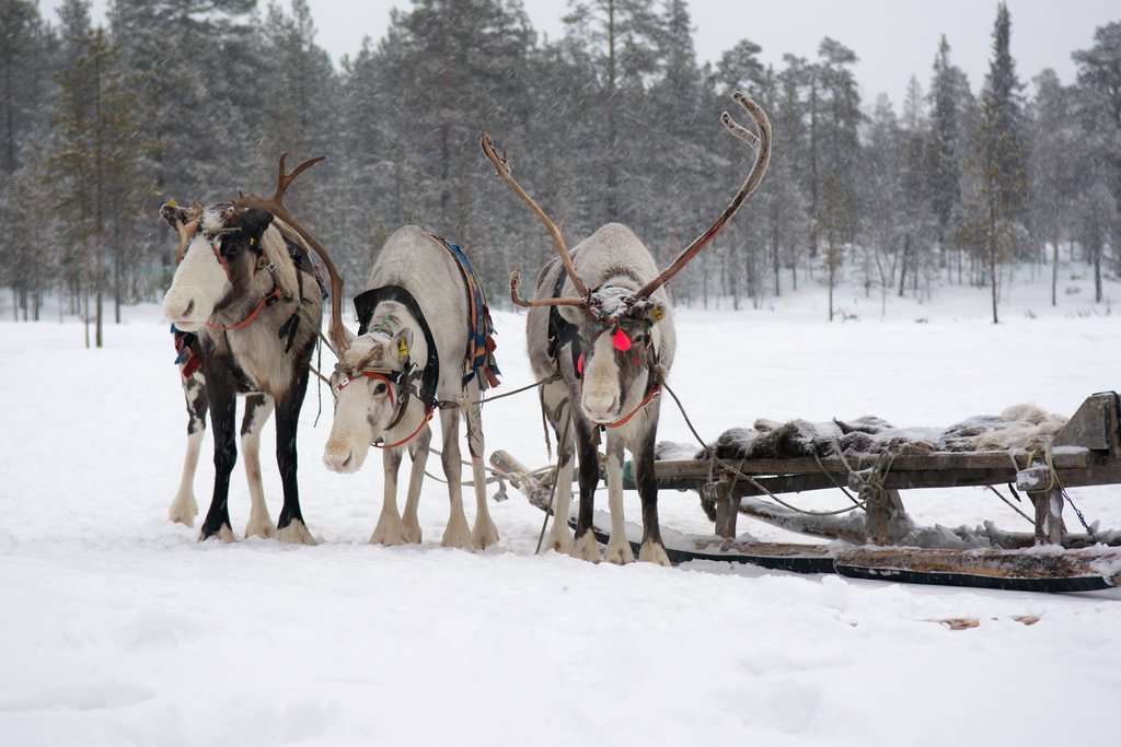 Sami reindeer farm