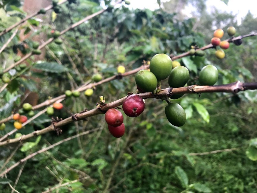 Coffee cherries | Photo taken by Sophie E