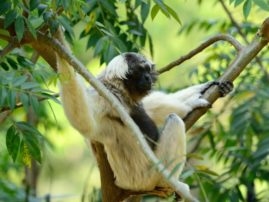 Go on an early morning boat ride to see animals like the pileated female gibbon