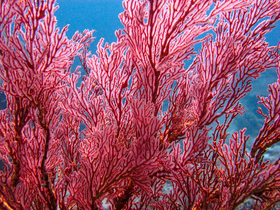 Snorkel among the coral of Raja Ampat