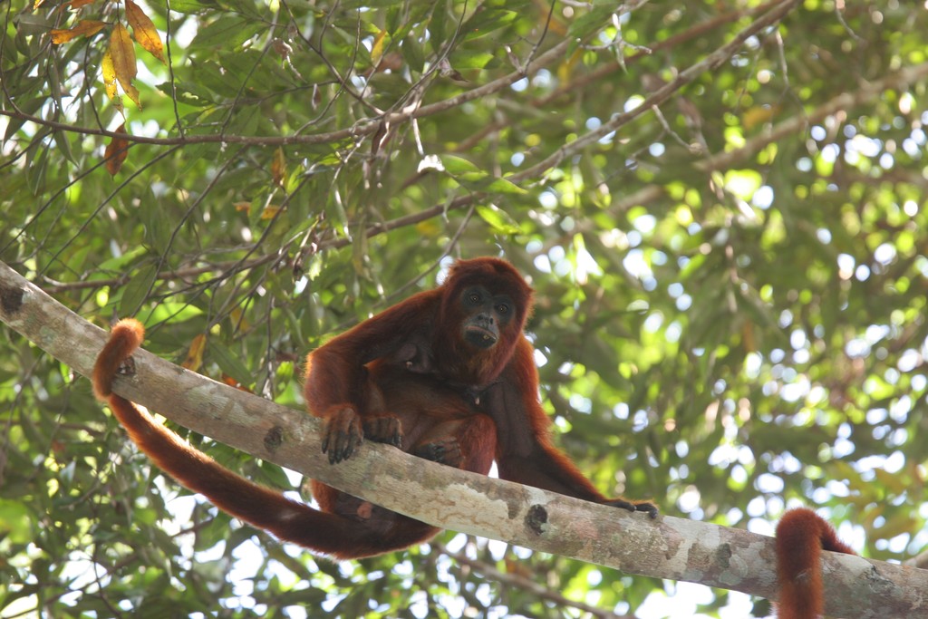 A monkey in the trees
