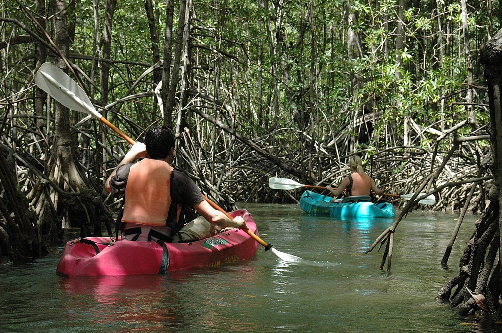 kayaking in the mangrove of Isla Damas