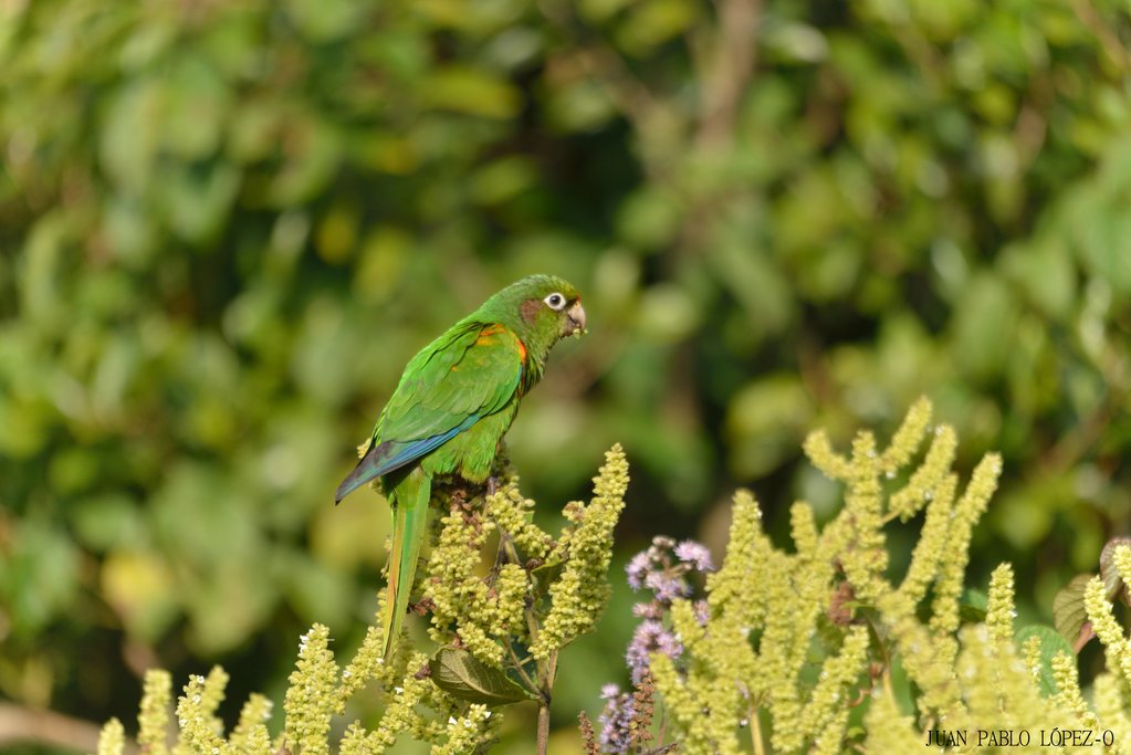 Santa Marta Parakeet