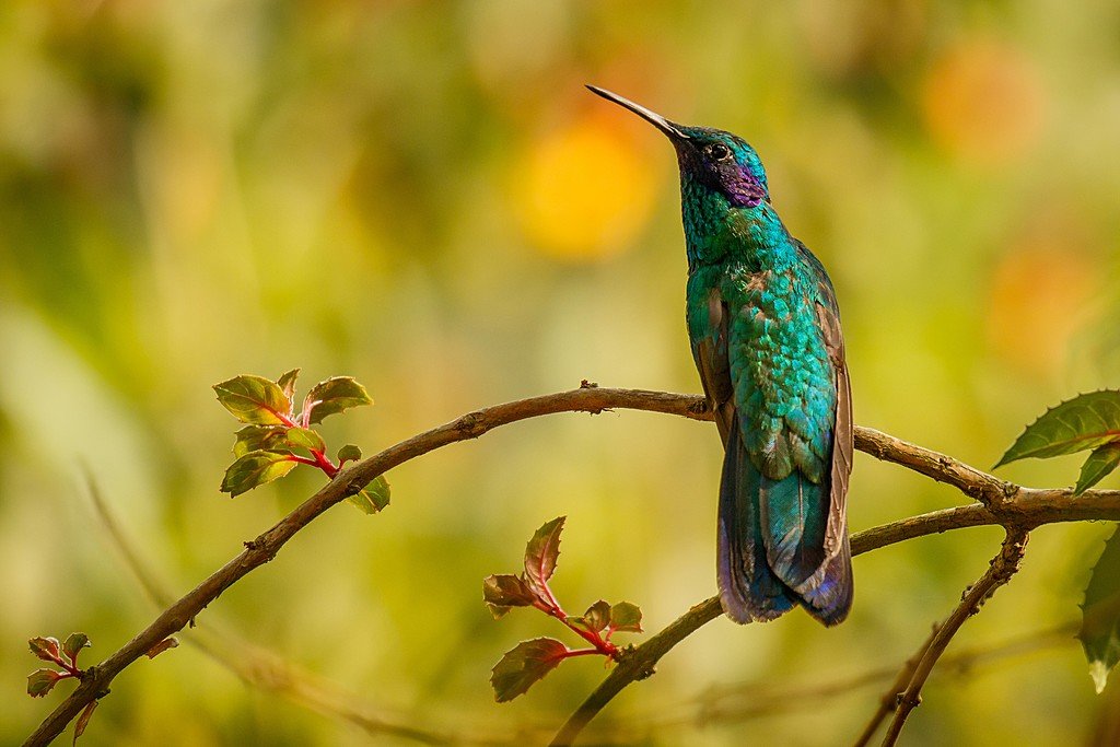 Biodiverse Minca known for its many hummingbirds